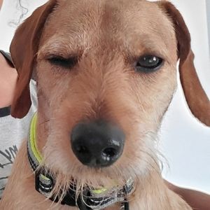 Wireless alarm system/eats shoes and garbage